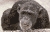 singe dit non.gif