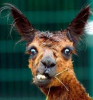 lama2.png