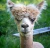lama6.jpg