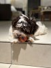 IMG_2453.jpeg