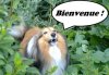 dexbienvenue.jpg